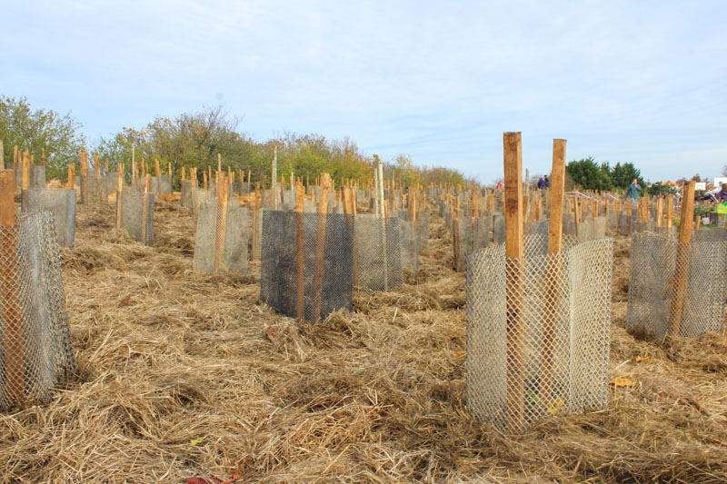 chantier plantation forêt bleue dompierre-sur-mer projet contribution carbone